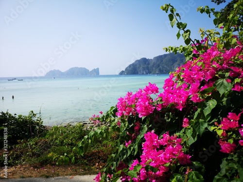 Bouginvillea im Paradies photo