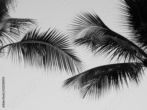 black palm leaf