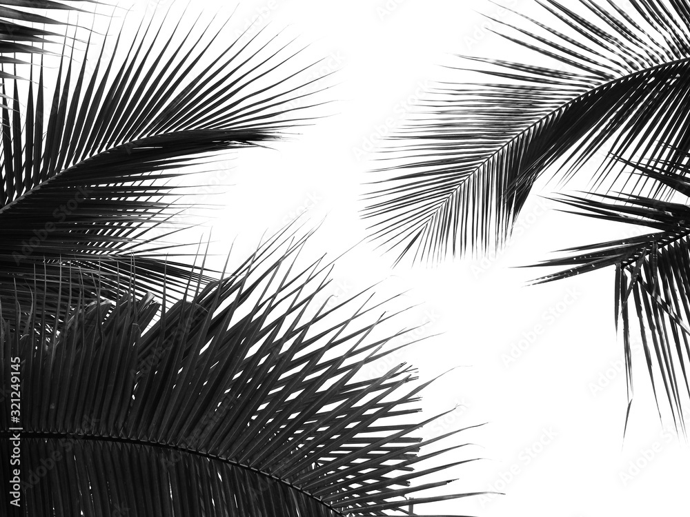 Fototapeta premium beautiful palm leaf on white background