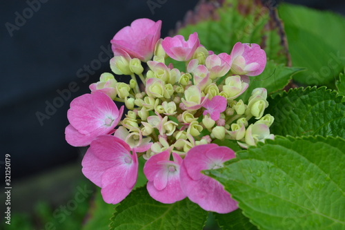 pink flowers in garden