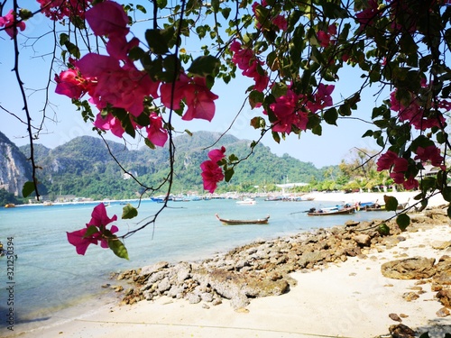 Bouginvillea im Paradies photo