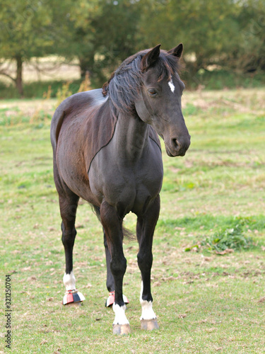 Clipped Pony