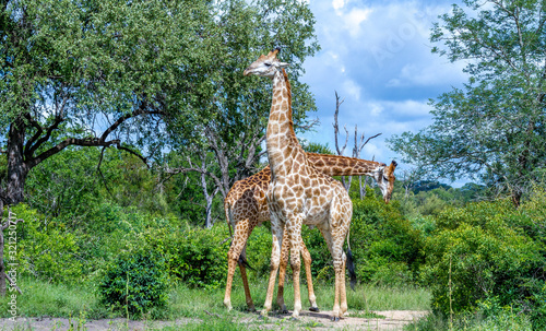 Two giraffes with their long necks isolated in the African bush image in horizontal format