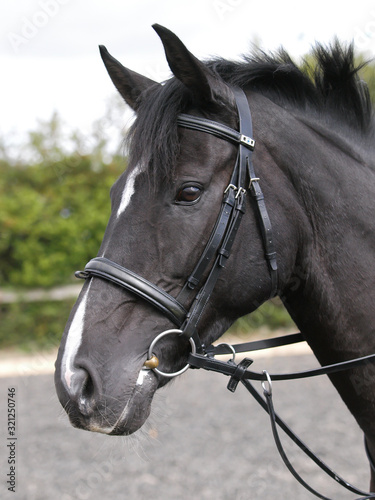 Horse in Bridle