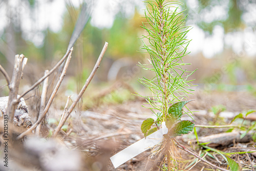 Planting young trees in the forest after devastating blaze and drought