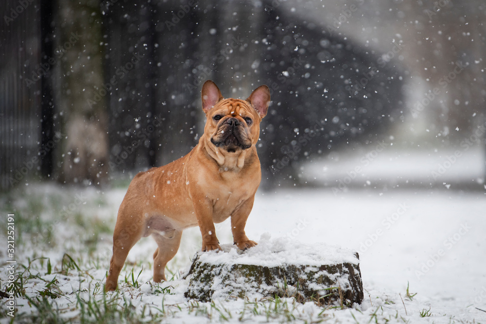 french bulldog plays with the first snow french bulldog plays with the first snow