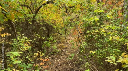 POV walk downhill through the forest in the fall. Trees with colorful leaves.