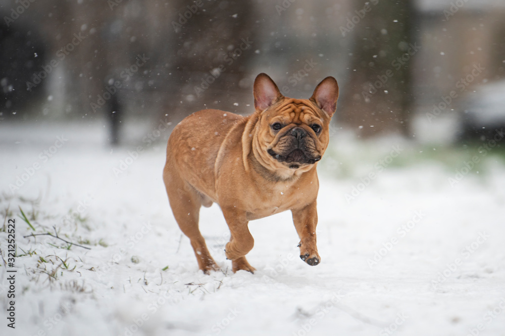 french bulldog plays with the first snow