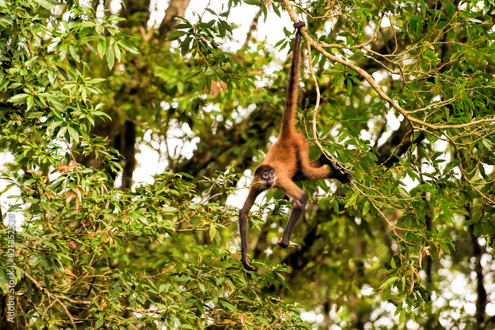 Fototapeta premium spider monkey in Costa Rica