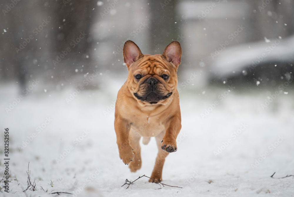 french bulldog plays with the first snow