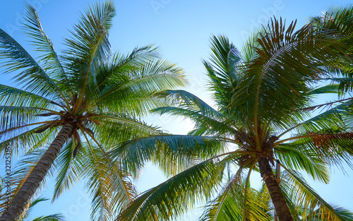 palm trees on background of blue sky