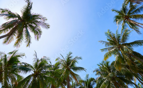 palm trees and blue sky