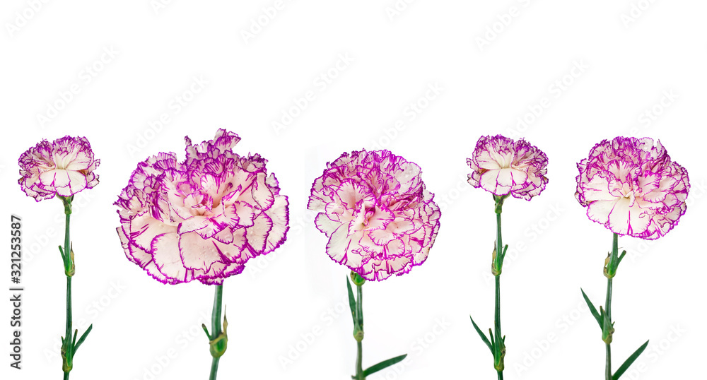 Collection of beautiful carnations flower isolated on a white background.