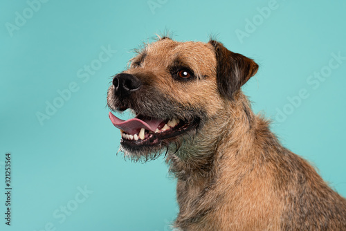 Photos Border Terrier Head Blue Background