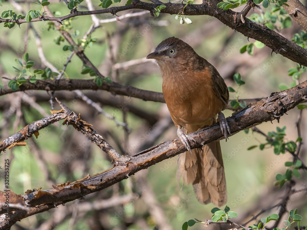 Rufous Chatterers were constantly present, usually low in the bushes, in and around my camp's yard. Lake Baringo, Kenya. Rufous Chatterers were constantly present, usually low in the bushes, in and around my camp's yard. Lake Baringo, Kenya.