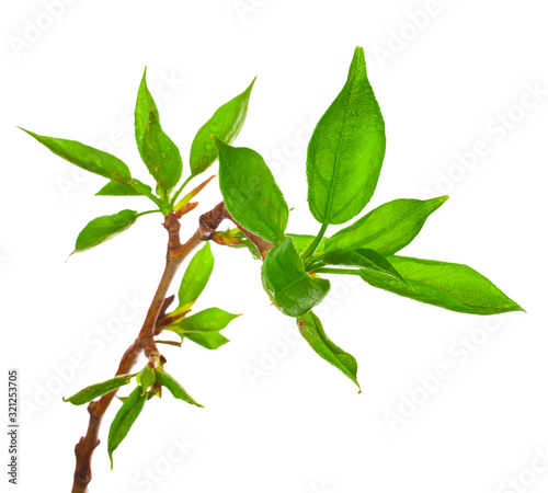 Young foliage on poplar twigs isolated on a white background.