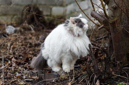 Fotografía Big fluffy cat goes to the toilet in the stubby thickets and branches