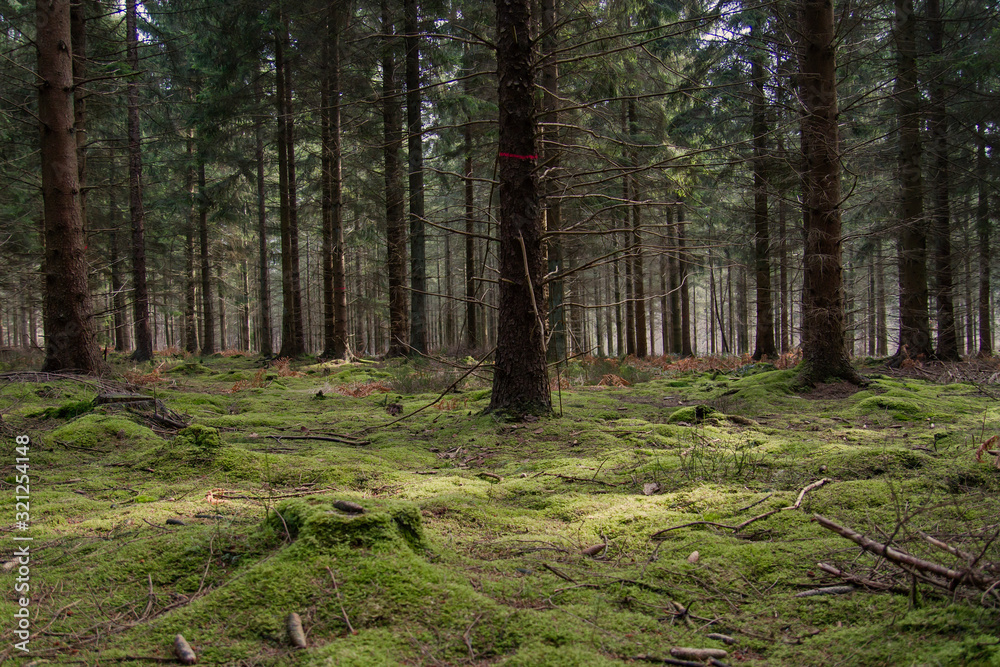 woodland woodland