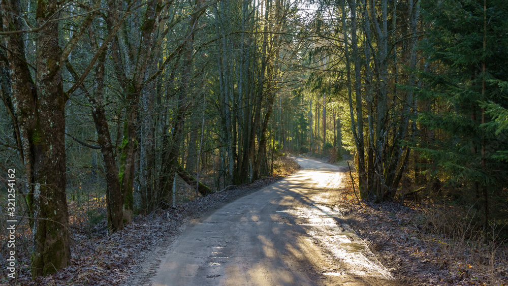 Fototapeta premium Puszcza Knyszyńska, łagodna zima 2019/2020, anomalie pogodowe, podlasie, Polska