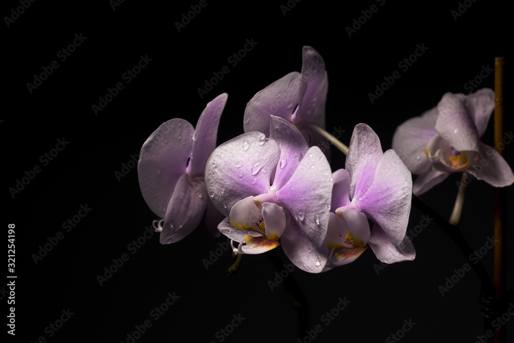 beautiful Orchid with wet petals on a black background beautiful Orchid with wet petals on a black background