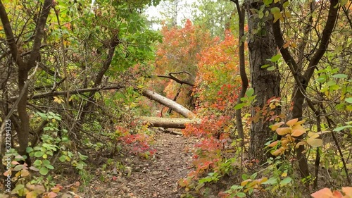 POV walk downhill through the forest in the fall. Trees with colorful leaves.