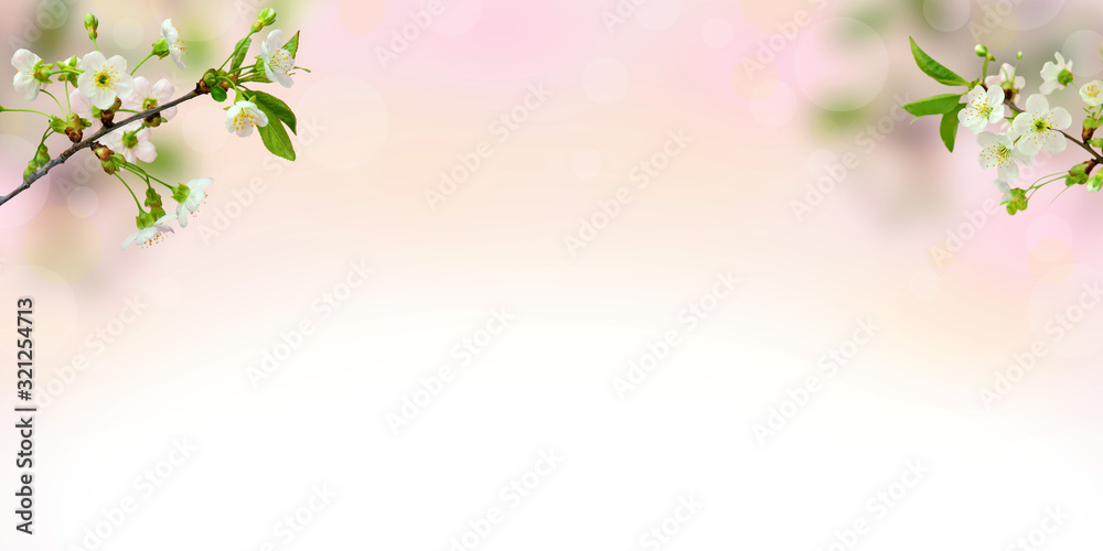Panorama. Blooming cherry with young leaves on a blurred natural background. Spring background. Bokeh . Flowering cherry Panorama. Blooming cherry with young leaves on a blurred natural background. Spring background. Bokeh . Flowering cherry