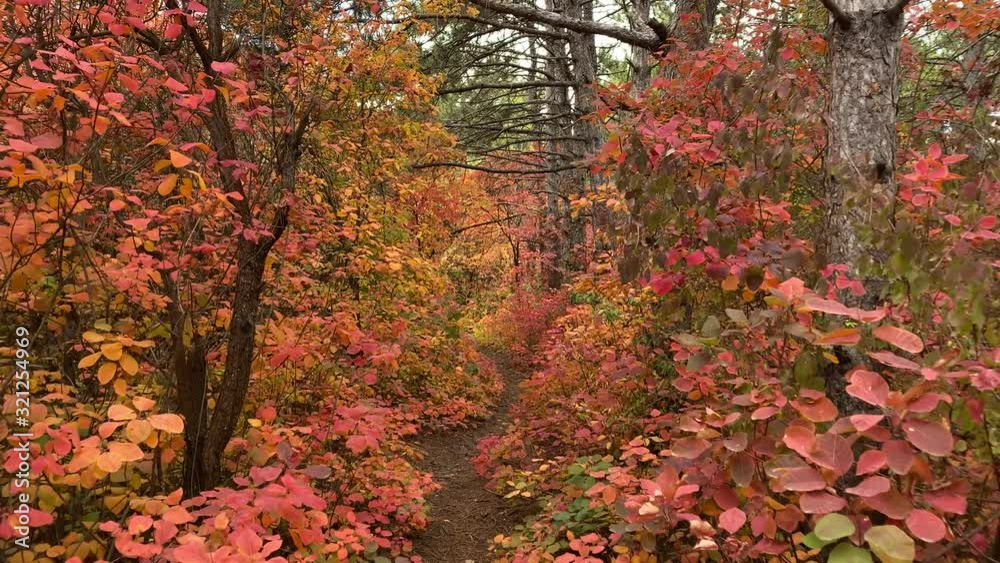 POV walk downhill through the forest in the fall. Trees with colorful leaves. POV walk downhill through the forest in the fall. Trees with colorful leaves.
