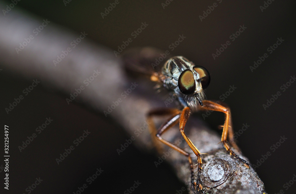 Fototapeta premium Detail of the specimen eyes of Family Asilidae