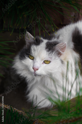 Big fluffy cat, portrait in spruce needles © FellowNeko