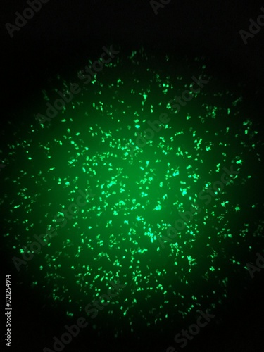 DNA testing  and cells transfection