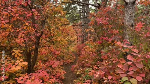 POV walk downhill through the forest in the fall. Trees with colorful leaves.