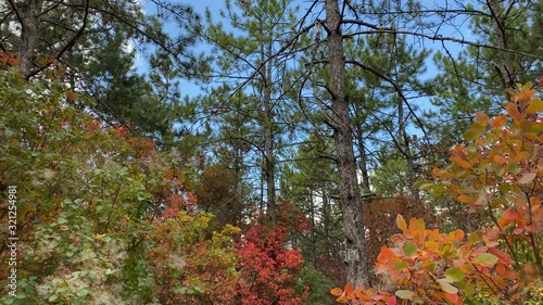 POV walk downhill through the forest in the fall. Trees with colorful leaves.