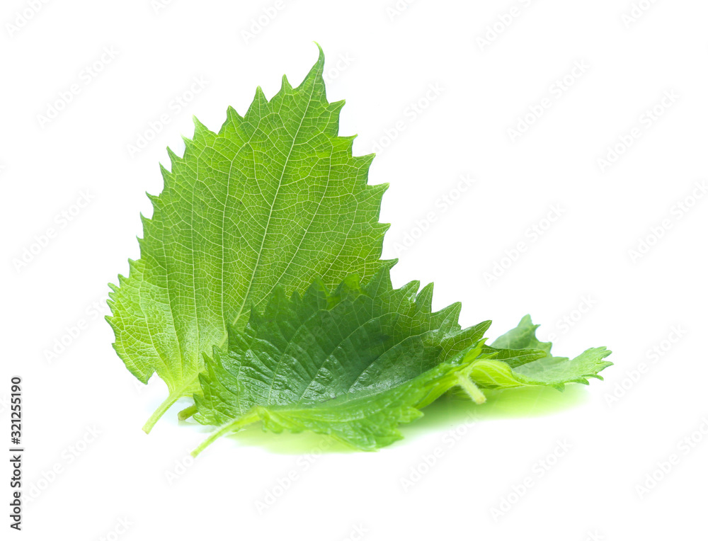 sesame leaves or perilla leaf isolated on white background sesame leaves or perilla leaf isolated on white background