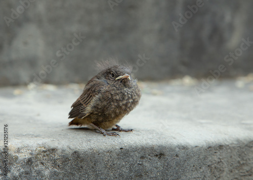 young bird lonely on side walk photo