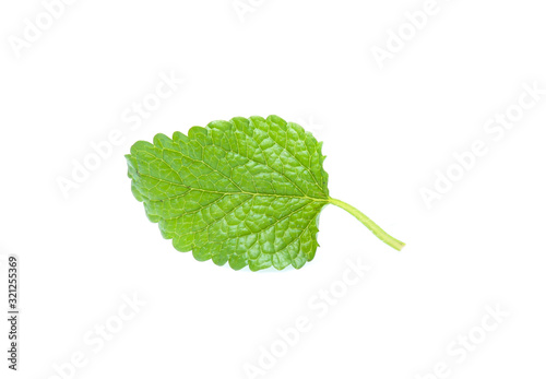 Fresh lemon balm bunch isolated on white background