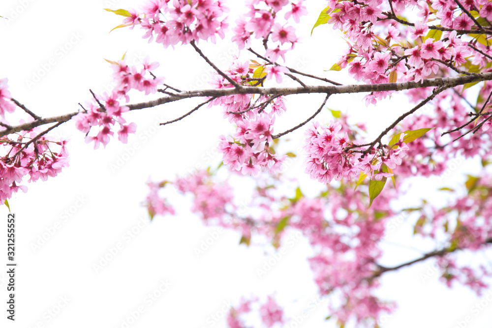 Beautiful cherry blossom or sakura in spring time over sky Beautiful cherry blossom or sakura in spring time over sky