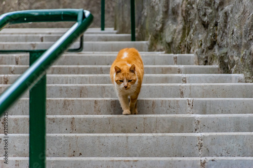 Canvas Print A sad-looking white and ginger stray cat with dark eyes slowly walking down the