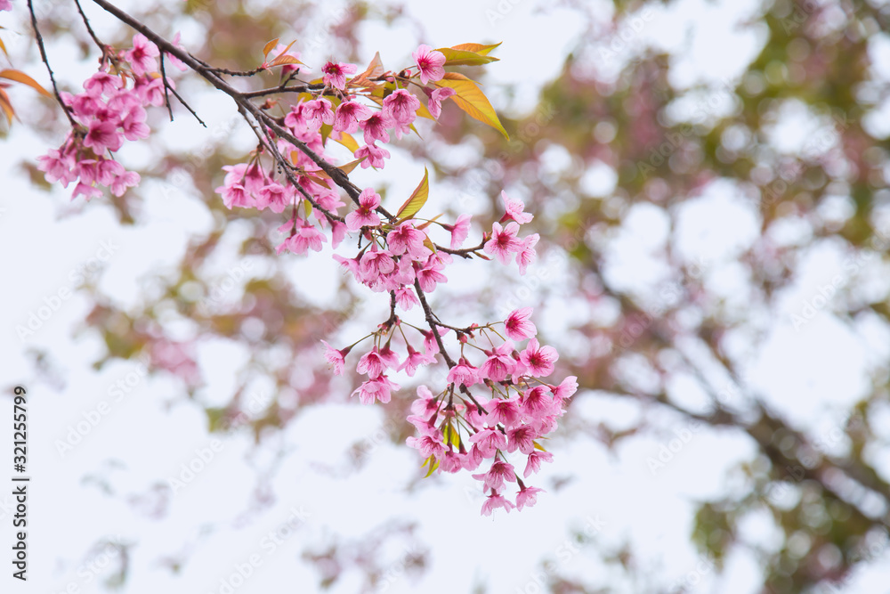 Beautiful cherry blossom or sakura in spring time over sky Beautiful cherry blossom or sakura in spring time over sky