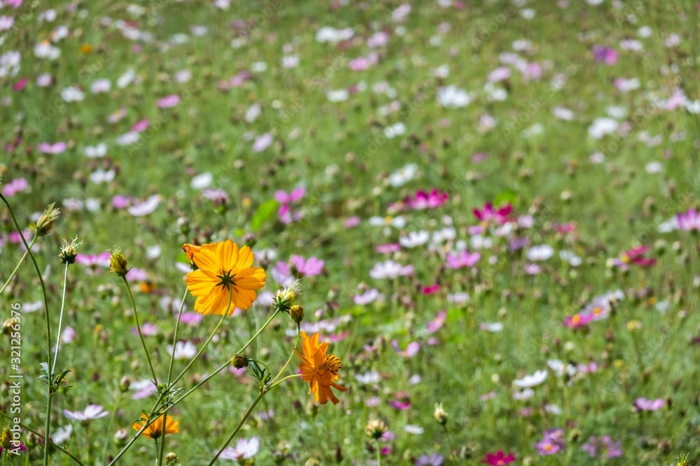 colorful cosmos flowers farm