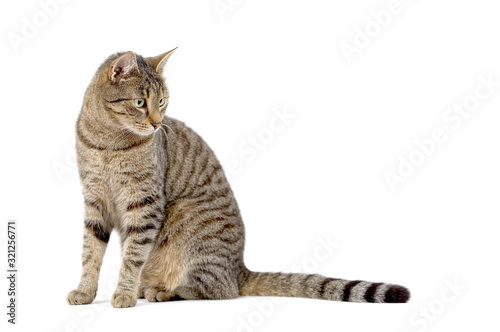 Adult grey tabby cat sitting isolated on white background