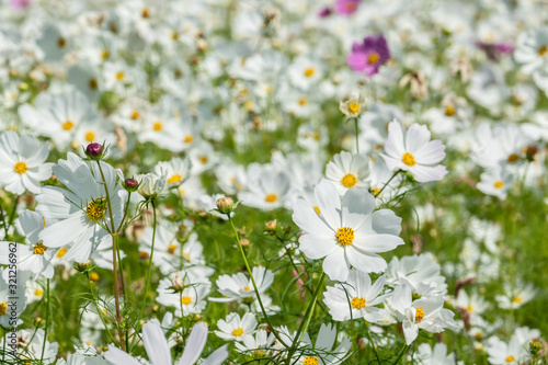 white cosmos flowers farm