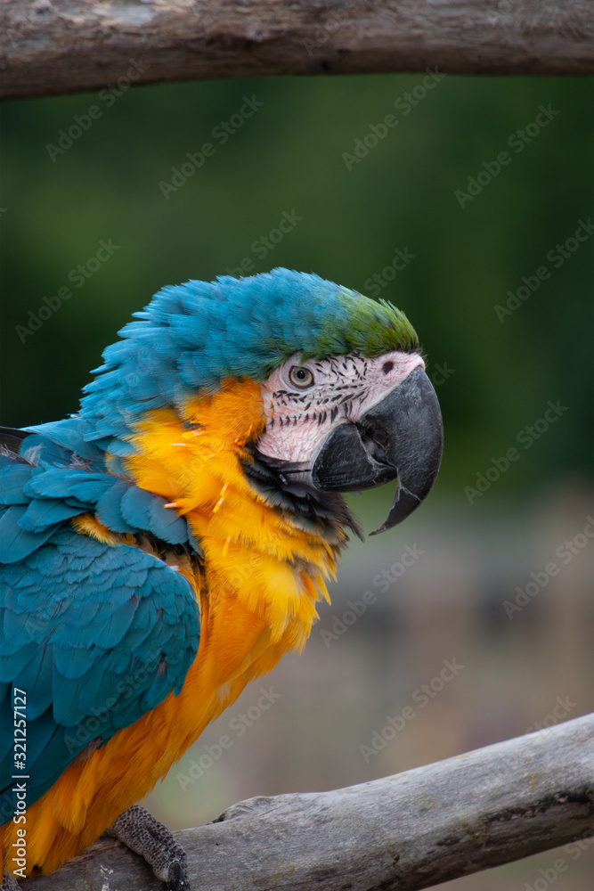 Blue and Gold Macaw Profile on Perch