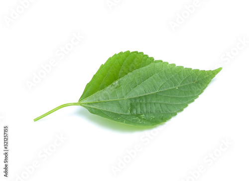 green leaf isolated on a white