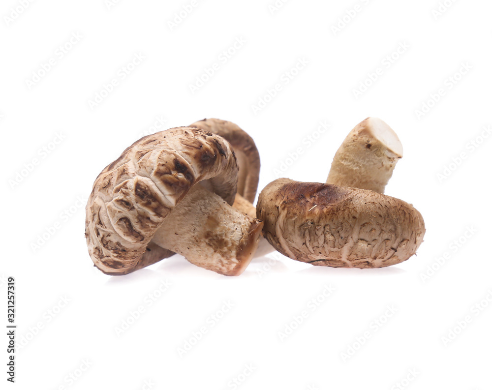 Shiitake mushroom on the White background Shiitake mushroom on the White background
