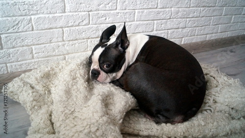 Small dog Boston Terrier is lying on a rug and is sad