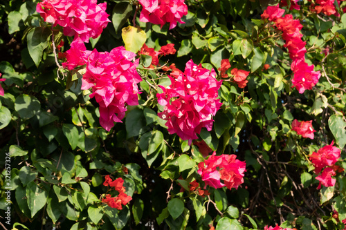 red bougainvillea flowers © ChenPG