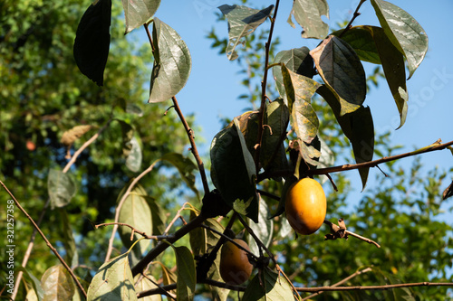 persimmons on the tree photo