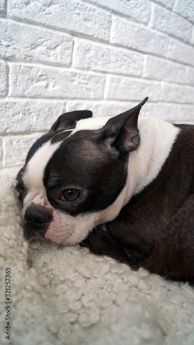 Small dog Boston Terrier is lying on a rug and is sad