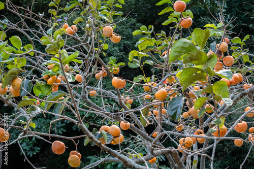 persimmons on the tree photo