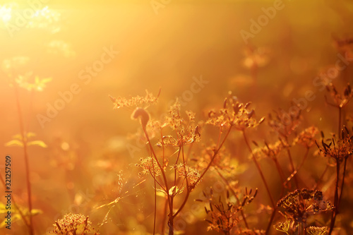 Wildflowers on meadow in warm golden sunset light at summer